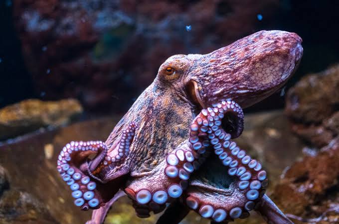 Il polpo ha tre cuori e il sangue blu: ecco perché